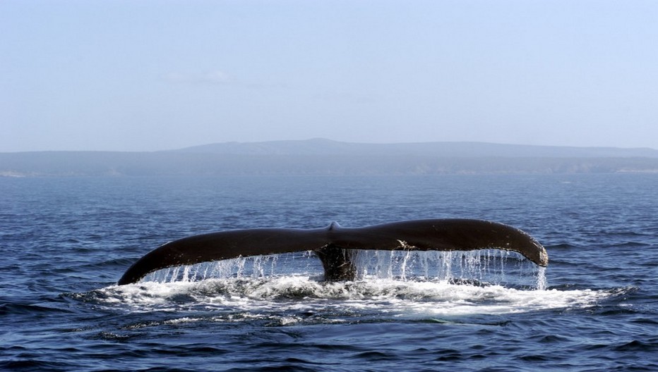 Le parc marin du Saguenay-Saint-Laurent se parcourt, lui, en Zodiac, en kayak de mer ou à bord d’un navire tout confort pour aller à la rencontre de plusieurs espèces de baleines, depuis Tadoussac ou Les Bergeronnes.  © O.T. Québec