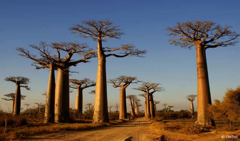 Allée des baobabs © ONTM