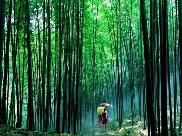 Forêt de bambous à Chishui , petite ville à une heure de route de Guizhou  dont l’ambiance aérée et tranquille reflète un choix en faveur de l’environnement.  © Danxia  ONTC