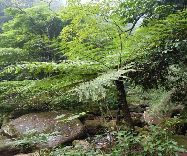 Bambous géants et fougères arborescentes datant du Jurassique.  © Catherine Gary