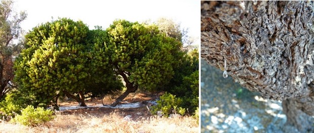 Le mastic (sakizliz en turc) est une matière issue de la sève du lentisque. Crédit Photo : D.R. Le mastic (sakizliz en turc) est une matière issue de la sève du lentisque. Crédit Photo : D.R.
