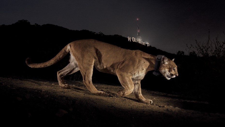 -® National Geographic ( Steve Winter) -® National Geographic ( Steve Winter)