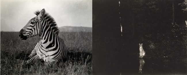 De gauche à droite : -® National Geographic (Carl E. Akeley) ; -® National Geographic (Georges Shiras). Des pièges photographiques ont été inventés dès le début du 20e siècle pour saisir les animaux en pleine action. De gauche à droite : -® National Geographic (Carl E. Akeley) ; -® National Geographic (Georges Shiras). Des pièges photographiques ont été inventés dès le début du 20e siècle pour saisir les animaux en pleine action.