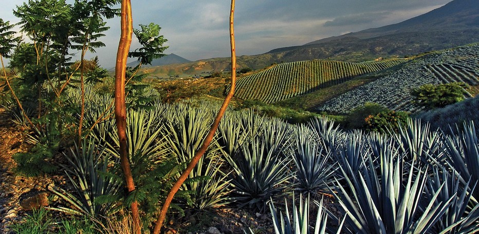 Dans les alentours du village de Tequila, en Jalisco, s'étendent les champs bleu-vert d'agave.© www.visitmexico.com
