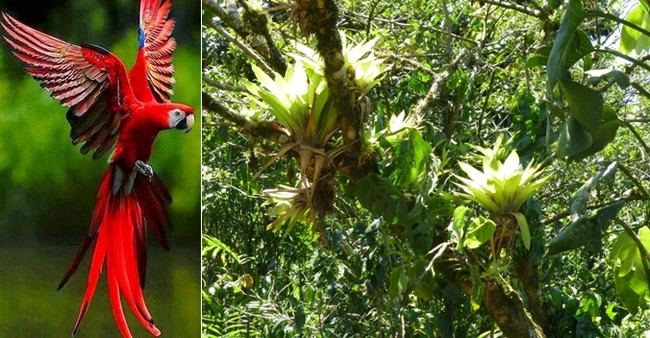 Terre tropicale bercée par deux océans, le Panama est riche de 10 000 espèces de plantes, et d’un millier d’oiseaux colorés © Lindigomag/Pixabay © C.Gary