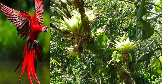 Terre tropicale bercée par deux océans, le Panama est riche de 10 000 espèces de plantes, et d’un millier d’oiseaux colorés © Lindigomag/Pixabay © C.Gary Terre tropicale bercée par deux océans, le Panama est riche de 10 000 espèces de plantes, et d’un millier d’oiseaux colorés © Lindigomag/Pixabay © C.Gary