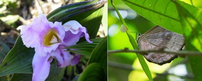 le Camino del Oleoduct (17km de long) un des meilleurs spots du haut des nombreux postes d’observation dont la très appréciée tour de 40 m plongeant sur la canopée.On y découvre, entre autre, des orchidées et  des papillons géants© C.Gary