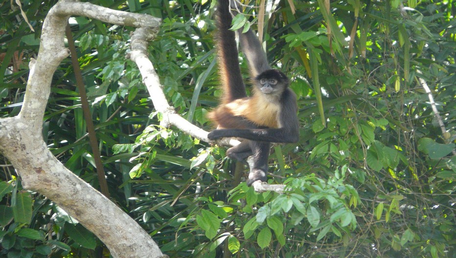 En bateau vers l’Ile aux Singes après avoir traversé le canal de Panama en direction du lac artificiel Gatùn. Les singes capucins au faciès blanc sont peu sauvages et se livrent sous vos yeux à d’espiègles acrobaties © C.Gary