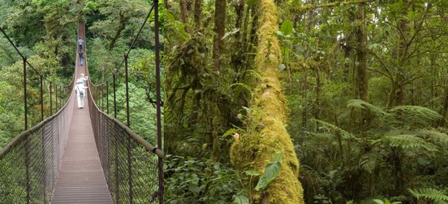 Départ du village, de Boquete, à 1600 mètres d’altitude, pour 3 kilomètres aériens de glisse le long de 12 cables perchés à 60 mètres au-dessus de la forêt dense et brumeuse. © C.Gary Départ du village, de Boquete, à 1600 mètres d’altitude, pour 3 kilomètres aériens de glisse le long de 12 cables perchés à 60 mètres au-dessus de la forêt dense et brumeuse. © C.Gary