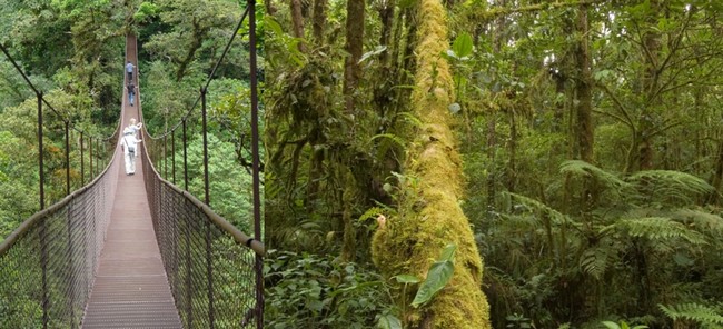 Départ du village, de Boquete, à 1600 mètres d’altitude, pour 3 kilomètres aériens de glisse le long de 12 cables perchés à 60 mètres au-dessus de la forêt dense et brumeuse. © C.Gary