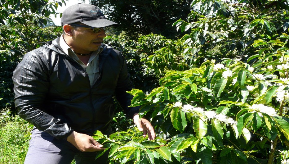 Une Route du café est proposée aux visiteurs comprenant la visite de quatre plantations et la dégustation de certaines variétés.© C.Gary Une Route du café est proposée aux visiteurs comprenant la visite de quatre plantations et la dégustation de certaines variétés.© C.Gary