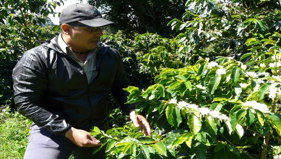 Une Route du café est proposée aux visiteurs comprenant la visite de quatre plantations et la dégustation de certaines variétés.© C.Gary