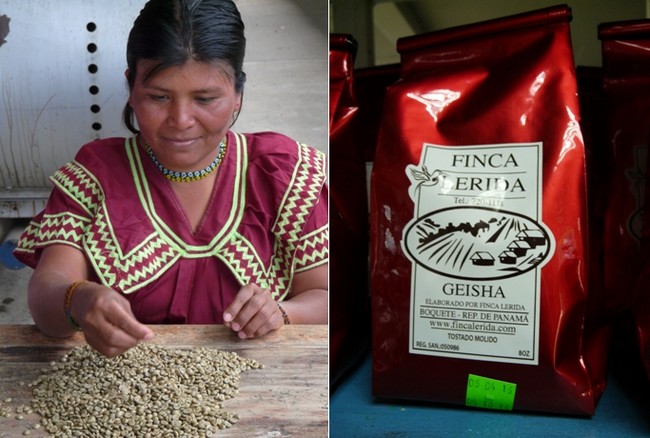 La star ici c’est le Geisha, un café produit depuis 200 ans dans la région de réputation internationale. De septembre à avril plus de 200 personnes assurent la récolte et le tri des grains jusqu’à la mise en sacs finale de 120 tonnes de café à  l‘année.© C.Gary