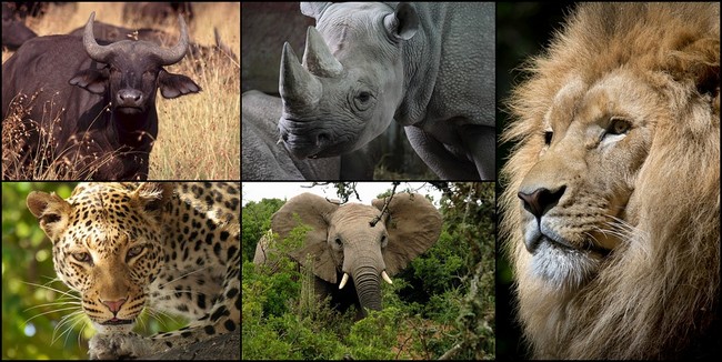 L'Afrique du Sud  est aussi connue pour être le foyer des « Big Five » (cinq grands) : éléphant, lion, léopard, rhinocéros et buffle. Copyright Lindigomag/Pixabay