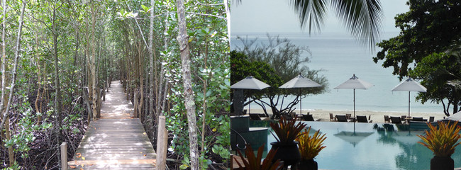 A Thung Prong Thong  la mangrove dorée avant d'arriver sur la plage de sable fin de  l’hôtel Paradee . © C.Gary