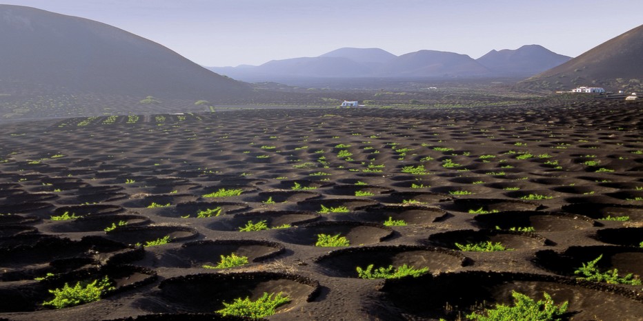 La Geria Culture de vignes dans les creux de la lave.(Copyright OTC)