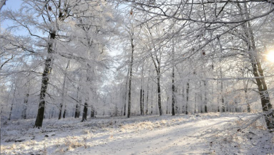 La forêt de Saint-Hubert en hiver. Crédit photo Pierre Pauquay