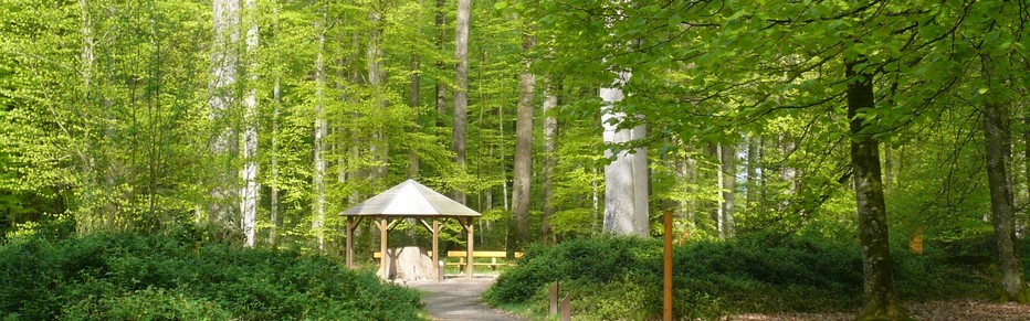 La forêt de Berce Vallée du Loir. Crédit photo D.R.