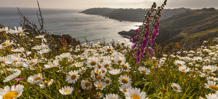 La côte Sud est le lieu des randonnées sauvages, des falaises et des paysages ruraux. Copyright visitguernesey