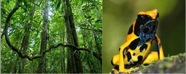 Sous-bois à Saül - © Guillaume Feuillet ; Dendrobates tinctorius, forme jaune - © V. Rufray - Biotope Sous-bois à Saül - © Guillaume Feuillet ; Dendrobates tinctorius, forme jaune - © V. Rufray - Biotope