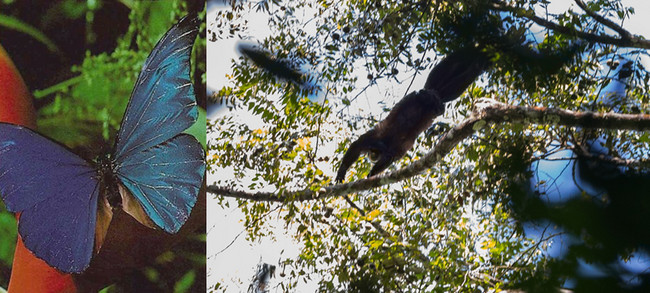 Un patrimoine extraordinaire, la biodiversité du Parc Amazonien de Guyane 