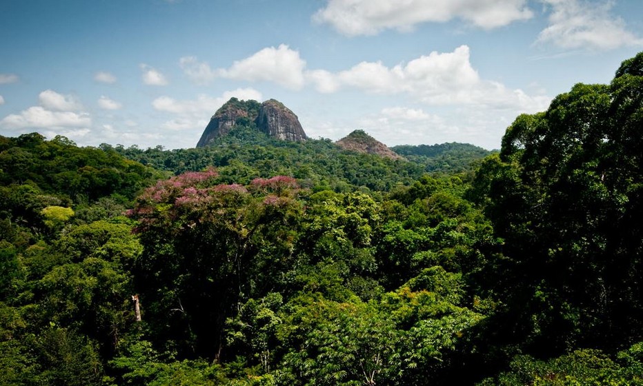 Un patrimoine extraordinaire, la biodiversité du Parc Amazonien de Guyane Un patrimoine extraordinaire, la biodiversité du Parc Amazonien de Guyane