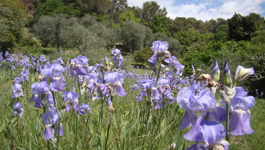 Sur les hauteurs de Grasse se cultivent toutes les fleurs et plantes utilisées pour la fabrication des huiles essentielles. Copyright lindigomag/Pixabay