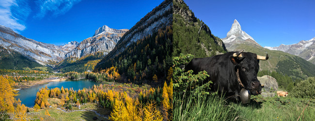 De gauche à droite :  Au bord des lacs de montagne, on retrouve toutes les nuances des paysages ensoleillés.© OT Valais; Les magnifiques vaches d’Hérens comme la nombreuse faune des montagnes a su s'adapter  aux caprices de cet univers alpin. ©RomainDaniel