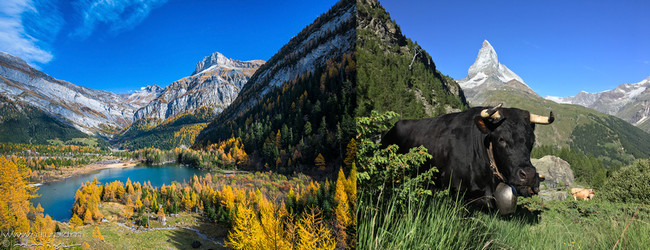 De gauche à droite : Au bord des lacs de montagne, on retrouve toutes les nuances des paysages ensoleillés.© OT Valais; Les magnifiques vaches d’Hérens comme la nombreuse faune des montagnes a su s'adapter aux caprices de cet univers alpin. ©RomainDaniel De gauche à droite : Au bord des lacs de montagne, on retrouve toutes les nuances des paysages ensoleillés.© OT Valais; Les magnifiques vaches d’Hérens comme la nombreuse faune des montagnes a su s'adapter aux caprices de cet univers alpin. ©RomainDaniel