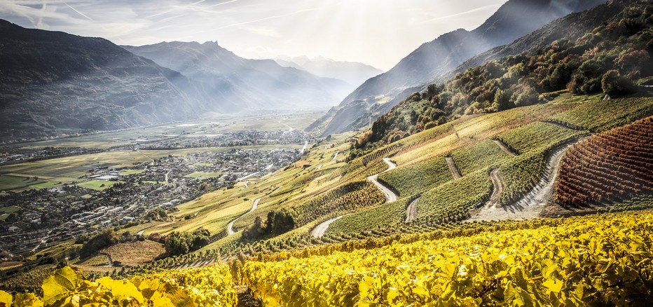 Le Valais est réputé pour être la plus grande région viticole de Suisse avec ses 5000 hectares de vignes, l© OT Sierre Le Valais est réputé pour être la plus grande région viticole de Suisse avec ses 5000 hectares de vignes, l© OT Sierre