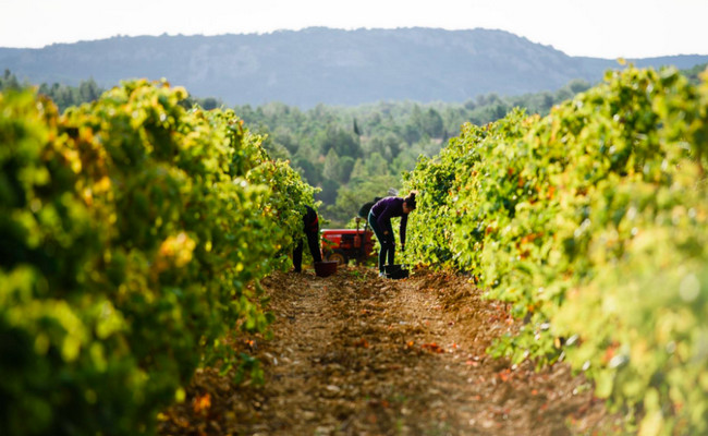 Les vendanges dans le domaine de Foncalieu @ Foncalieu Les vendanges dans le domaine de Foncalieu @ Foncalieu