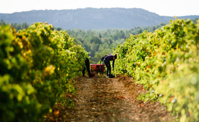 Les vendanges dans le domaine de Foncalieu @ Foncalieu