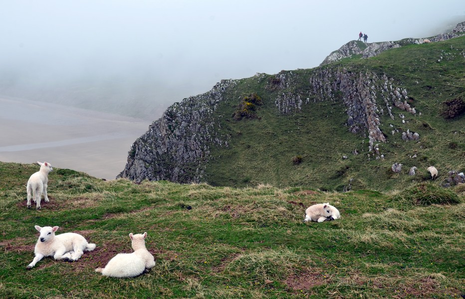 Penderyn, le nectar du pays de Galles