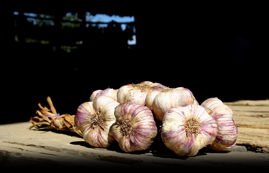 Appellation d’Origine Protégée (AOP) depuis juin 2017, l’Ail Violet de Cadours se caractérise par sa tunique externe aux stries violettes.@ OT Haute-Garonne Appellation d’Origine Protégée (AOP) depuis juin 2017, l’Ail Violet de Cadours se caractérise par sa tunique externe aux stries violettes.@ OT Haute-Garonne