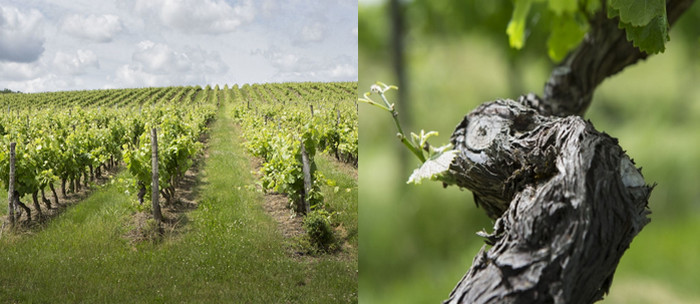 Atout fort pour le développement du tourisme en Haute-Garonne, l’excellence du vignoble frontonnais est mondialement reconnue. Parmi les plus grands vignobles du grand sud-ouest. @ C.G.de l'Agriculture de Haute-Garonne