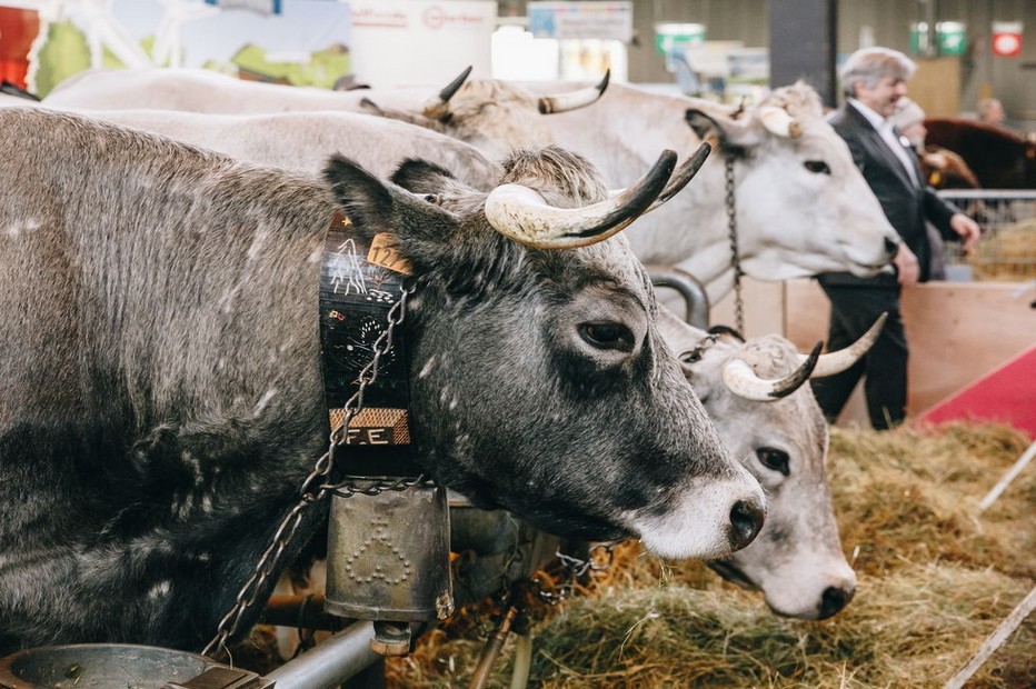 Le Label rouge Gasconne des Pyrénées a d’ailleurs été le premier Label Rouge « gros bovin » obtenu dès 1997, spécifiquement par la Région Occitanie, en race rustique. @ SIA 2019 Porte de Versailles à Paris Le Label rouge Gasconne des Pyrénées a d’ailleurs été le premier Label Rouge « gros bovin » obtenu dès 1997, spécifiquement par la Région Occitanie, en race rustique. @ SIA 2019 Porte de Versailles à Paris