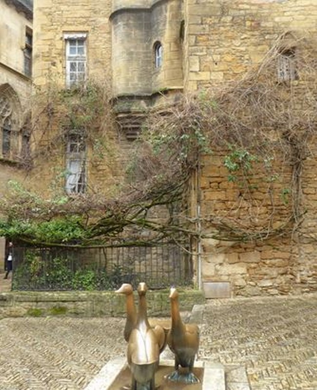 Les oies sont partout dans Sarlat....@ C.Gary