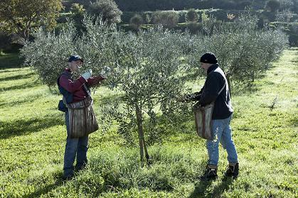 cueillette des olives