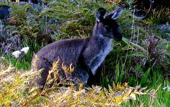 Gros wallabie