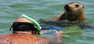 Nage avec les lions de mer