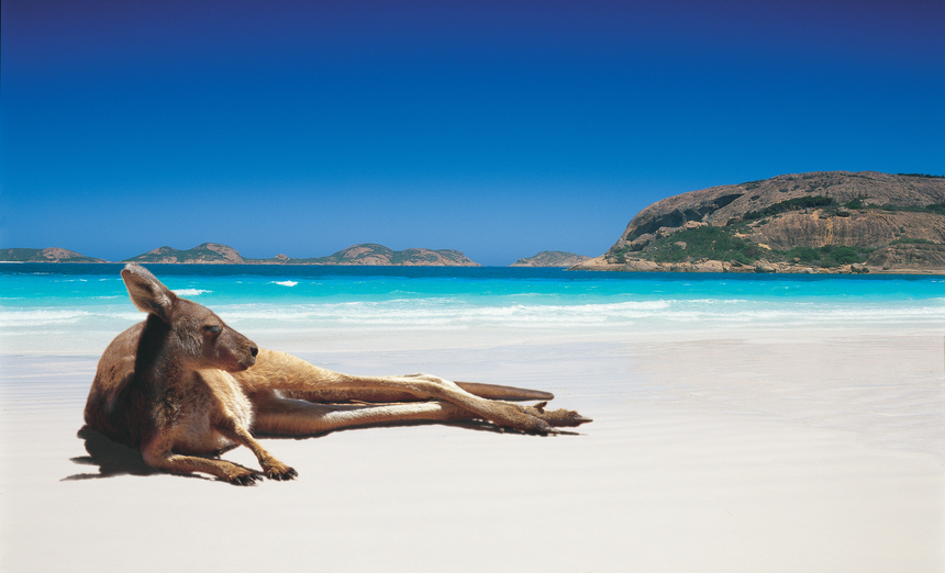 kangourou sur la plage australienne