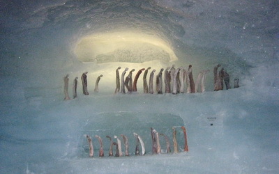 Galerie de glace dans le glacier des Fées Galerie de glace dans le glacier des Fées
