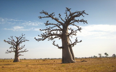 Baobabs