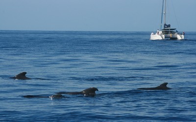 rencontre avec les dauphins et baleines entre Tenerife et l'ïle de la Gomera