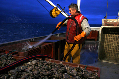 Ramassage des huîtres au petit matin dans la baie du Mont Saint-Michel sur un bateau à roues.