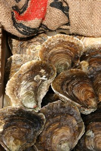 Les fameuses "plates" de Cancale Les fameuses "plates" de Cancale