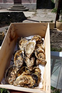 Les huîtres corses de l'étang de Diane Les huîtres corses de l'étang de Diane