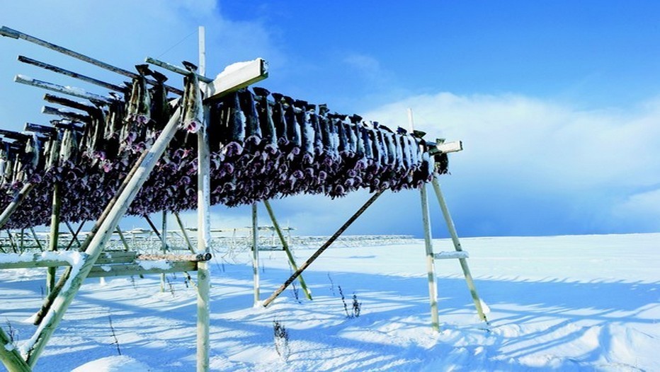 Le Skrei de Norvège, un poisson venu du froid