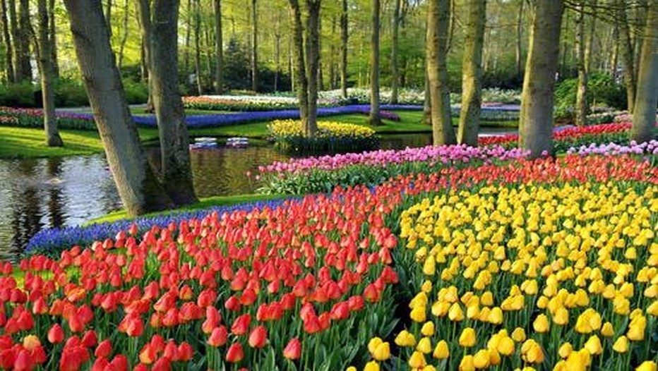 Jardins de Keukenhof  (Pays-Bas)