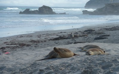 Otaries, Seal Beach (photo Catherine Gary) Otaries, Seal Beach (photo Catherine Gary)